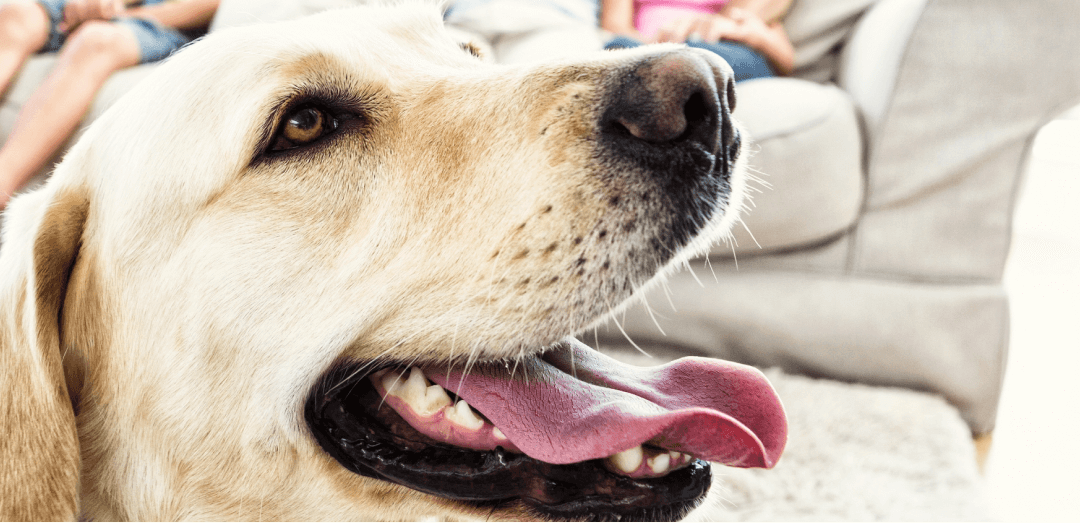 How to Make Your Home Pet Safe